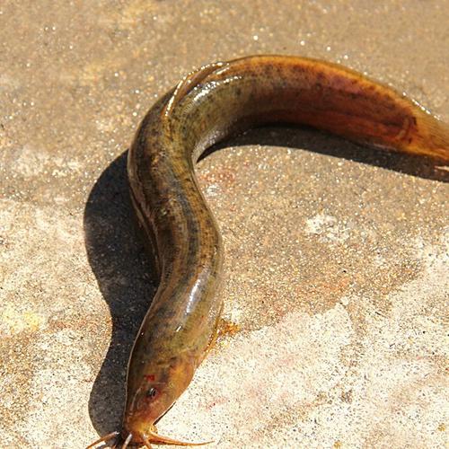 野泥鳅黄泥鳅野生鳅鱼批发高档精品水产土鳅鲜活鱼鳅大号泥鳅供应