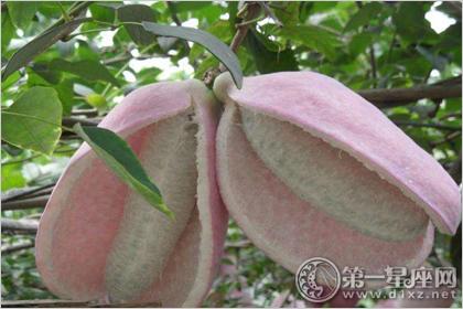 牛卵坨怎么吃 有何功效作用