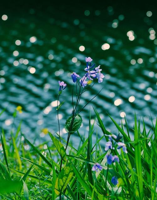 岁月微香采集到草木花卉绿植Ⅴ