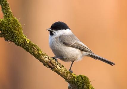 怎么让红子鸟爱叫