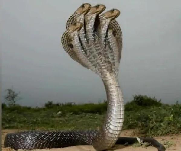印度神庙五头蛇到底有多可怕五头蛇真的存在吗