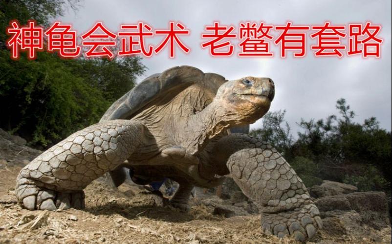 拎大侠坦克世界老鳖下水神龟摆尾