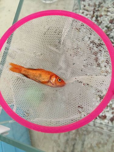 自己养的热带鱼也是 金鱼也是 反正就是养啥啥死 我就纳闷了