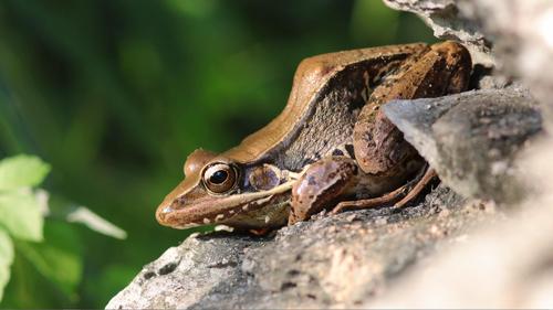 广州100种常见小动物