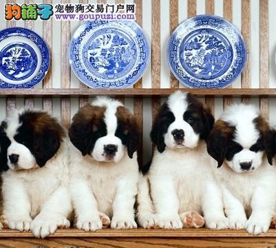 一个月的圣伯纳犬应吃多少皇家奶糕