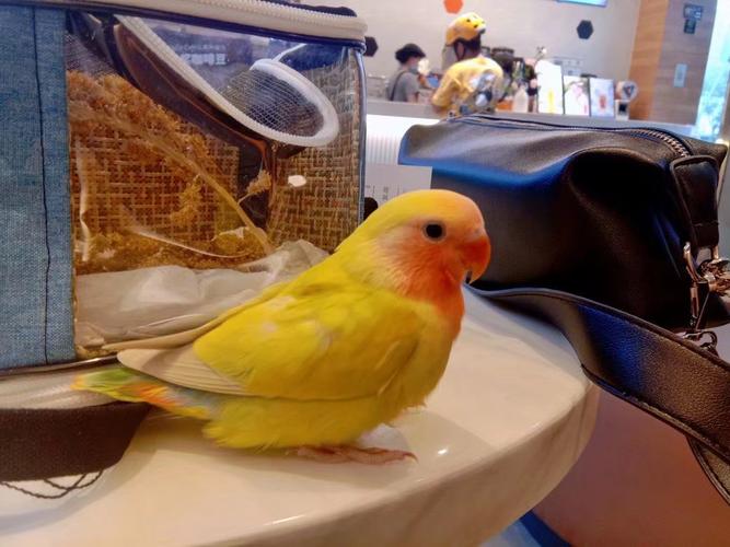 一个月大的牡丹鹦鹉吃什么呢?