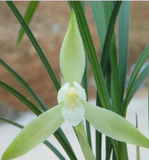 兰花白雪冰心春兰素花阳台庭院容易绿植