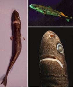 硬背侏儒鲨,鲨鱼的一种,体态很小,大约只有30厘米左右,但它还拥有生物