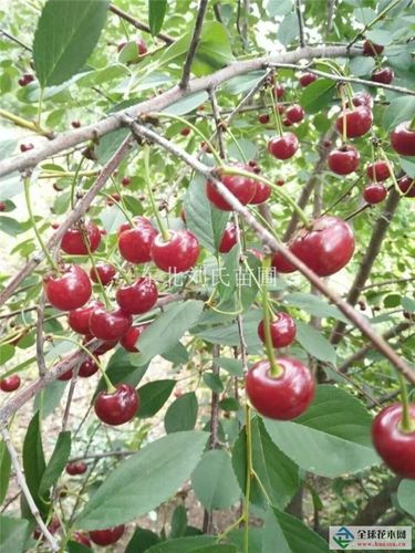 辽宁铁岭东北抗寒大樱桃全国唯一抗寒大樱桃  评价该条信息