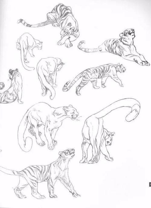 03· 老虎的简笔画