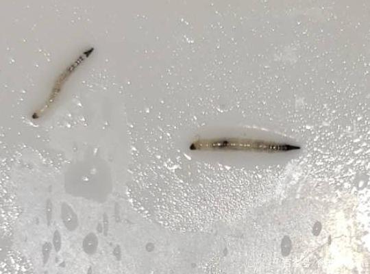 当拿到漱口杯定睛一看,里面有小几十条的白色线虫在蠕动(妈呀,太恶心