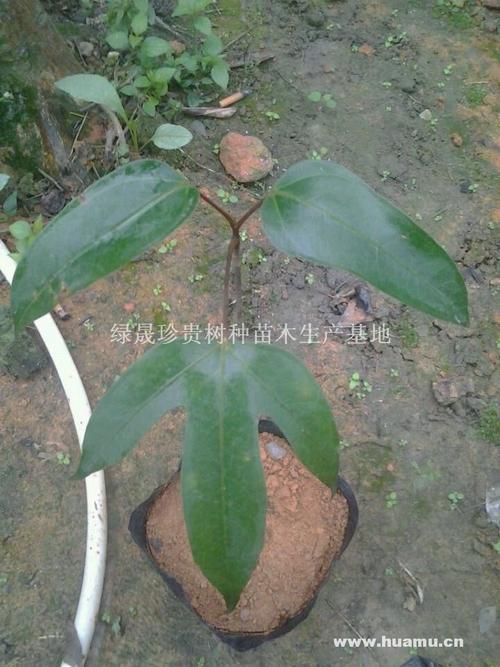枫荷桂(国家一级保护植物)
