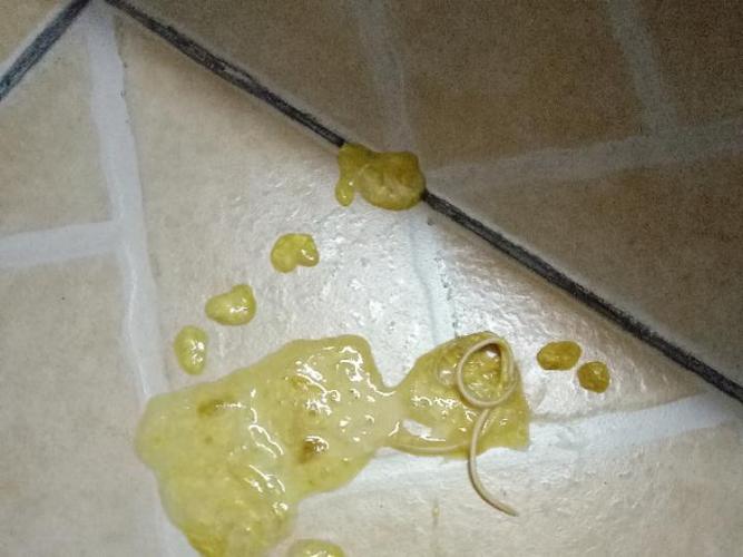 小狗拉稀,是不是有细小病毒?