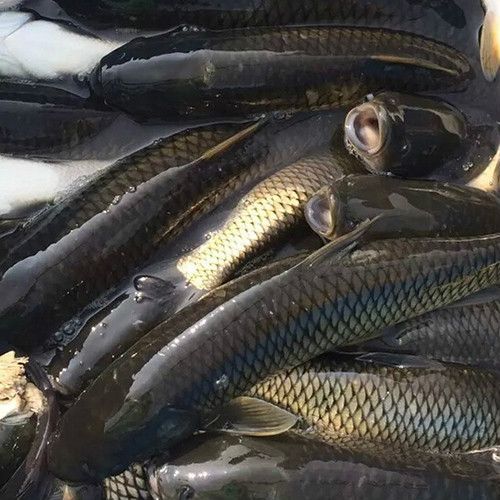 大量供应新鲜活鱼 批发价格优惠 农家鱼塘散养草鱼