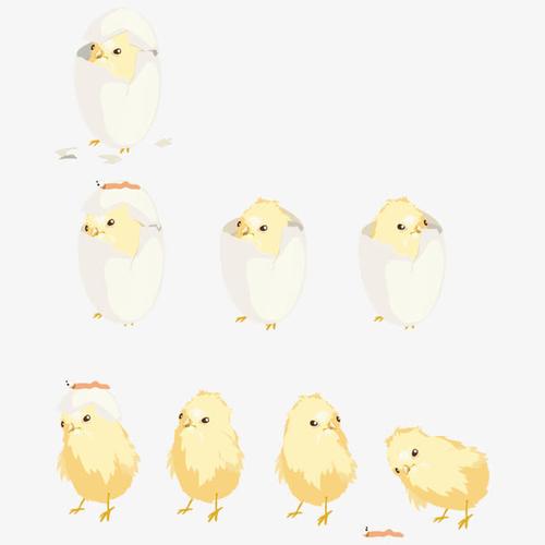 关键词 : 小鸡,鸡蛋,孵化过程,孵化,动物