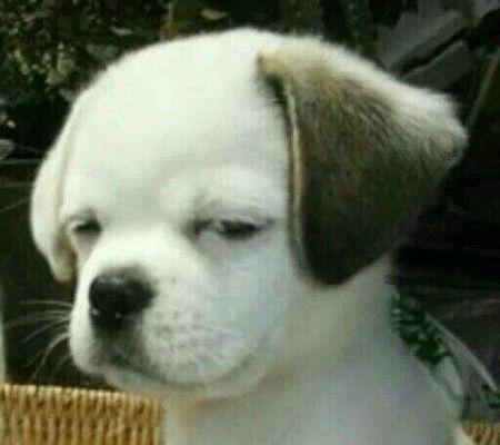 谁有这只轻蔑表情的狗的大图?