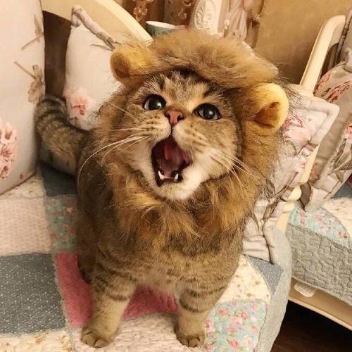 嗷呜～～～