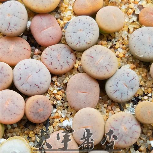 番杏科 生石花 c373 荒玉 1颗 大宇