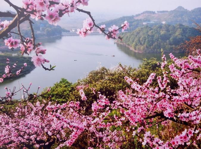 桃花源里飞花令,龙泉桃花开满山