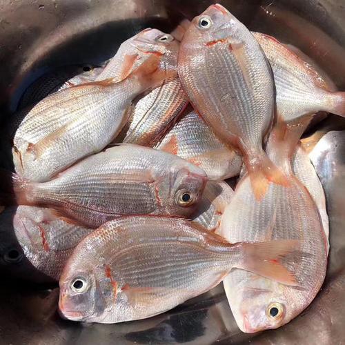 野生红立鱼 一盒约500g 代杀净