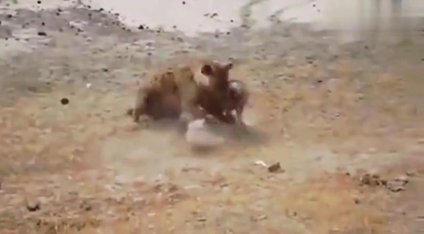 凶猛狗捕杀小疣猪,小疣猪挣扎无果被活活咬死