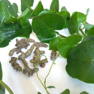 正宗藤盆栽植物苗野生食用土田七种子.种根四季常青爬藤三七包邮