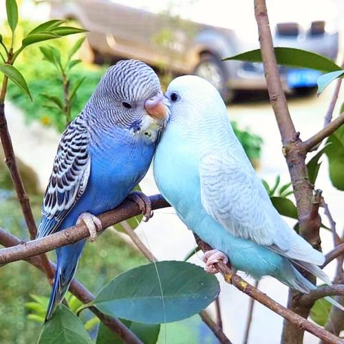 【京东推荐】玄凤鹦鹉活鸟虎皮鹦鹉观赏鸟说话鸟小鸟活物鸟类活体家养