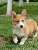 瑞典柯基犬图片