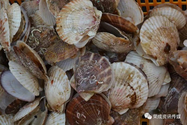 荣成口岸首批进口日本鲜活虾夷扇贝抵达龙眼港
