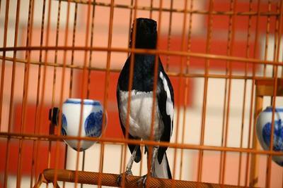 观赏赏鸟白四四喜活体喜黑白四喜宠物长尾宠物鸟黑白观赏鸟