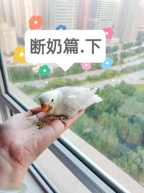 牡丹鹦鹉断奶注意事项_断奶_鹦鹉_牡丹_增肥_零食_混合喂养_手养牡丹