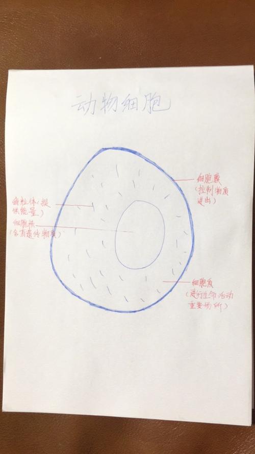 这是动物细胞,分为细胞膜,细胞质,细胞质内还有线粒体,细胞核三个主要