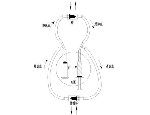 【科学小实验】血液循环