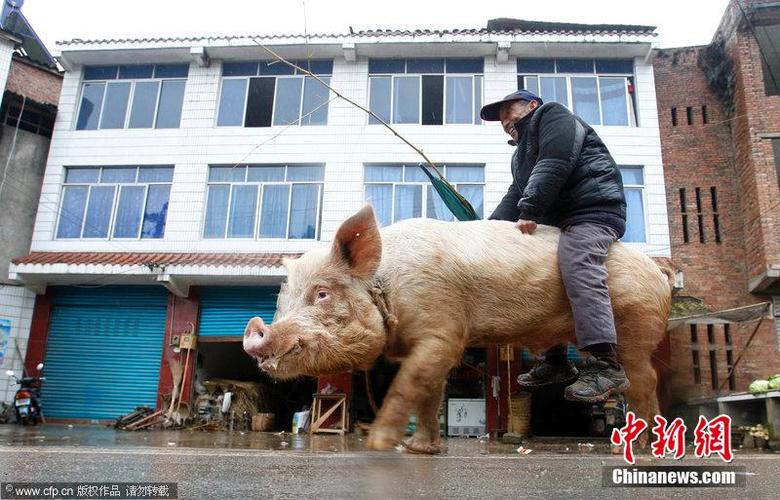 重庆老汉骑猪逛街 过路人纷纷围观 (1/4)