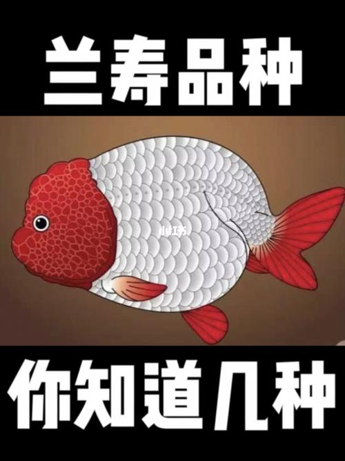 兰寿品种._金鱼_宠物_宠物其他