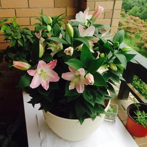 百合花种球花卉绿植盆栽植物香水百合花种子四季种植【百合种球】
