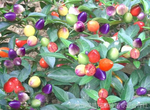 七彩五味果种子 40粒袋装果实种子 厂家直销