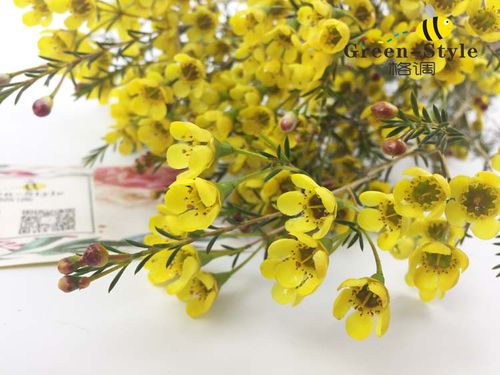 进口腊梅澳洲梅多色云南昆明鲜花速递婚庆家用插花2扎