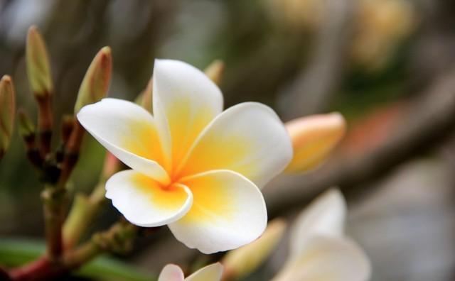 鸡蛋花花名不惊艳实则有内涵国花市花圣洁之花都能算一个