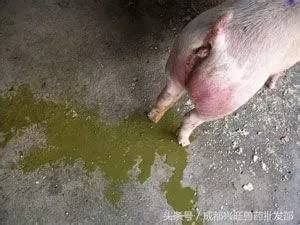 养猪必备的常识:猪尿出现这十种情况的原因分析
