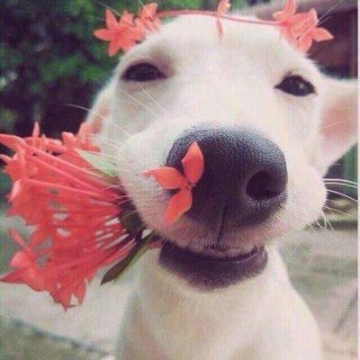 二狗子微信头像