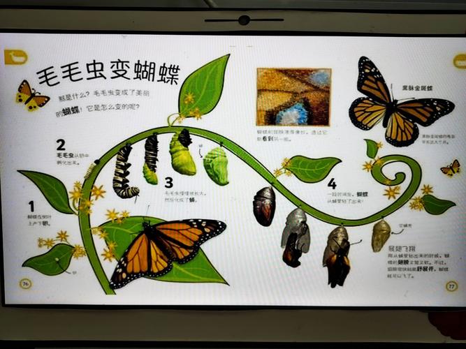 第5次美术提高活动《油画棒背景涂色:毛毛虫和蝴蝶》