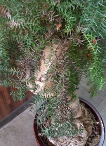 大家帮帮忙,这棵澳洲杉叶子老是枯萎怎么办?