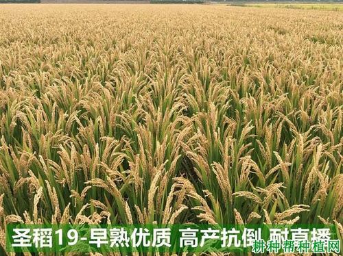 圣稻19常规粳稻水稻品种好不好?