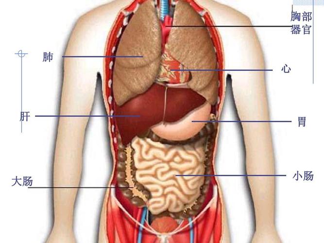 胸部 器官 肺 心 肝 胃 大肠 小肠