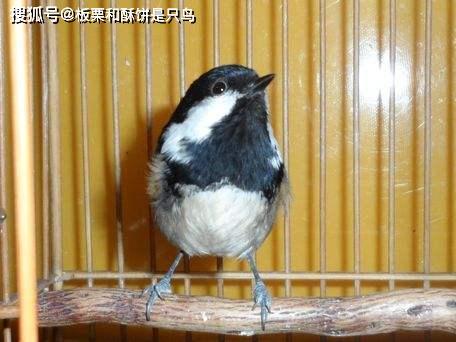 北方著名观赏鸟贝子通过贝子鸟的饲养了解一下鸟水嘴到底是啥