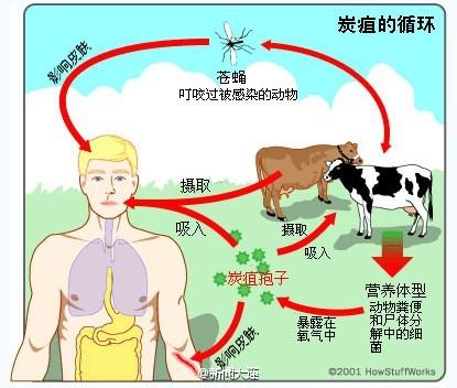 辽宁铁岭市西丰县发生牛炭疽疫情,发病死亡牛5头,骡子1头,扑杀同群牛5