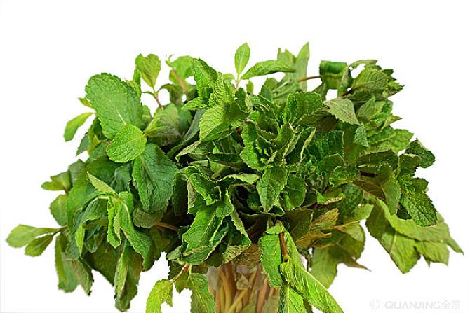 薄荷