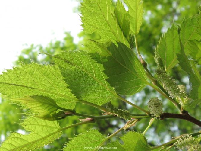 桑树的习性简介和养殖方法介绍