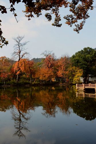 金色里的朦胧——天平山中五彩枫.